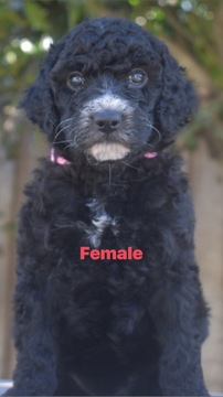 Medium Photo #1 Labradoodle Puppy For Sale in SALINAS, CA, USA