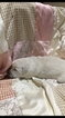 Small Photo #3 Golden Retriever Puppy For Sale in RAMONA, CA, USA
