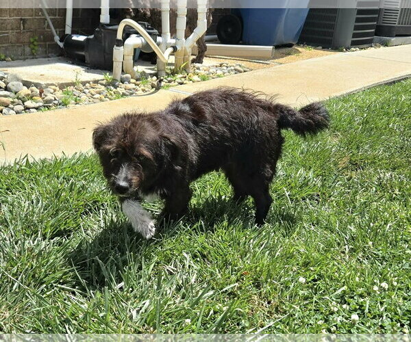 Medium Photo #3 Shih Tzu-Unknown Mix Puppy For Sale in Virginia Beach, VA, USA