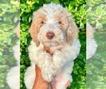Puppy Milk and cookie Labradoodle-Sheepadoodle Mix
