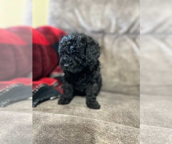 Medium Photo #1 Poodle (Toy) Puppy For Sale in MARYVILLE, MO, USA