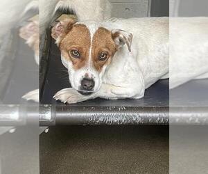 Mutt Dogs for adoption in San Andreas, CA, USA