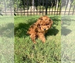 Small Photo #10 Poodle (Miniature) Puppy For Sale in INDIAN TRAIL, NC, USA
