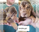 Small Photo #8 Bloodhound Puppy For Sale in BARTLEY, NE, USA