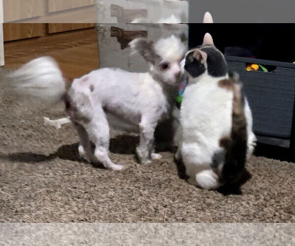 Medium Photo #2 Shih Tzu-Unknown Mix Puppy For Sale in Peralta, NM, USA