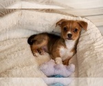 Small #1 Chihuahua-YorkiePoo Mix