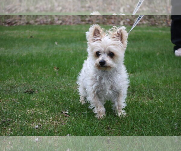 Medium Photo #2 Maltese-Unknown Mix Puppy For Sale in Princeton, MN, USA