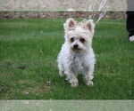 Small #1 Maltese Mix