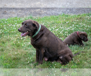 Mother of the Labrador Retriever puppies born on 05/29/2025