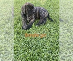 Small Photo #1 Mastiff Puppy For Sale in HOUSTON, TX, USA