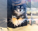 Small #3 Pomeranian