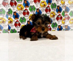Yorkshire Terrier Puppy for sale in WINNSBORO, LA, USA