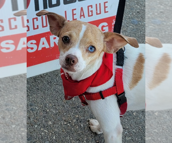 Medium Photo #1 Chihuahua-Unknown Mix Puppy For Sale in Wakefield, RI, USA