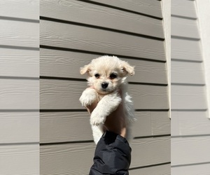 Pomapoo (Toy) Puppy for Sale in PORTLAND, Oregon USA