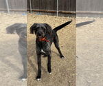 Small #1 German Wirehaired Pointer-Irish Wolfhound Mix