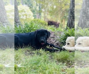 Labrador Retriever Puppy for sale in LOUISBURG, NC, USA