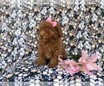 Small #3 Cavapoo (Miniature)