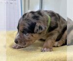 Small Photo #3 Catahoula Leopard Dog-Unknown Mix Puppy For Sale in Kanab, UT, USA