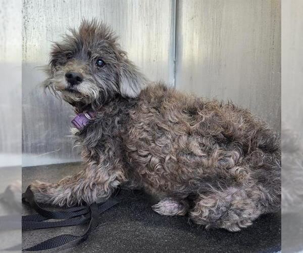 Medium Photo #1 Miniature Schnauzer-Unknown Mix Puppy For Sale in San Antonio, TX, USA