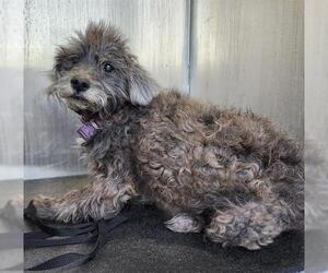 Miniature Schnauzer-Unknown Mix Dogs for adoption in San Antonio, TX, USA