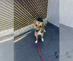 Small #2 Mutt