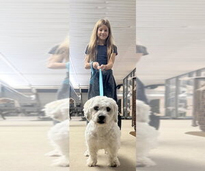 Chico - Male Shih Tzu-Unknown Mix Dog for Adoption - Photo #2