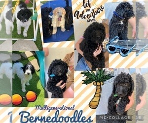 Bernedoodle-Poodle (Standard) Mix Puppy for sale in MENIFEE, CA, USA