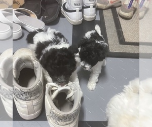 Maltipoo Puppy for sale in JASPER, GA, USA