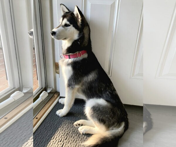 Medium Photo #3 Gerberian Shepsky Puppy For Sale in Severn, MD, USA