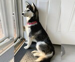 Small #2 Gerberian Shepsky