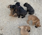 Small Photo #1 Cane Corso Puppy For Sale in DOVER, TN, USA