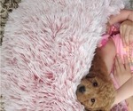 Small Photo #2 Cavapoo Puppy For Sale in BEAVER FALLS, PA, USA