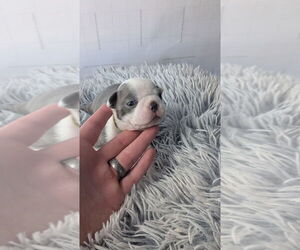 Medium Boston Terrier