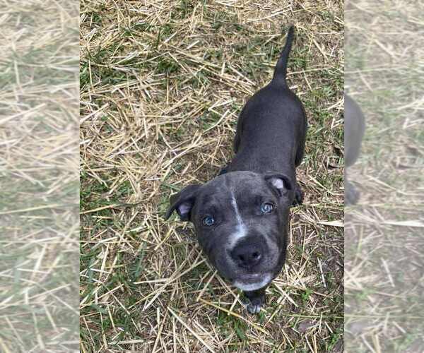 Medium Photo #2 American Pit Bull Terrier-American Staffordshire Terrier Mix Puppy For Sale in Wenonah, NJ, USA