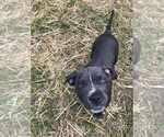 Small #1 American Pit Bull Terrier-American Staffordshire Terrier Mix