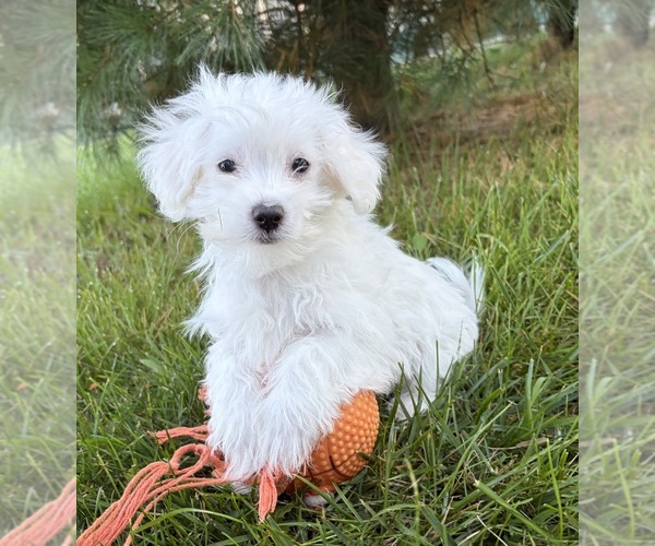 Medium Photo #2 Maltese Puppy For Sale in MIDDLEBURY, IN, USA