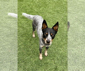 Mutt Dogs for adoption in Garden City, NY, USA