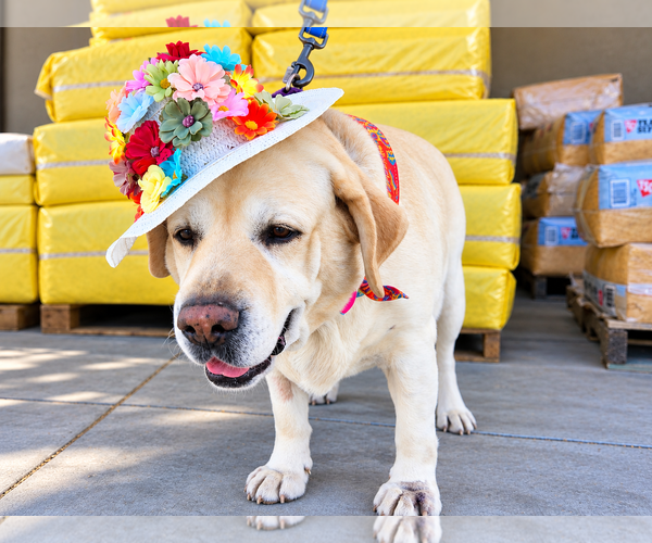 Medium Photo #4 Labrador Retriever Puppy For Sale in Clovis, CA, USA