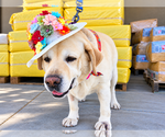 Small Photo #4 Labrador Retriever Puppy For Sale in Clovis, CA, USA