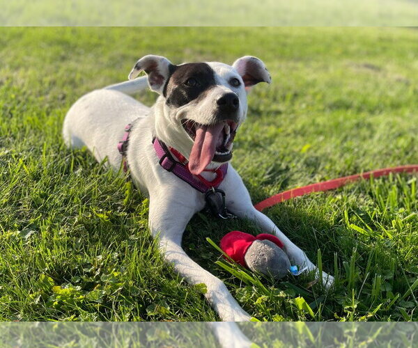 Medium Photo #2 Mutt Puppy For Sale in Gloversville, NY, USA