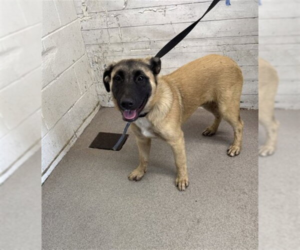 Medium Photo #1 German Shepherd Dog Puppy For Sale in San Bernardino, CA, USA