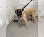 A597842 - Male German Shepherd Dog Dog for Adoption - Small photo