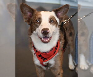 Australian Shepherd-Unknown Mix Dogs for adoption in Wakefield, RI, USA