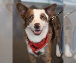 Small Australian Shepherd Mix