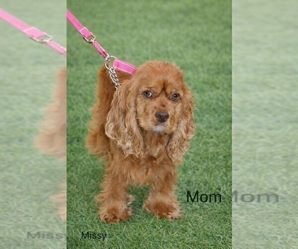 Medium Photo #1 Cocker Spaniel Puppy For Sale in LOYAL, WI, USA