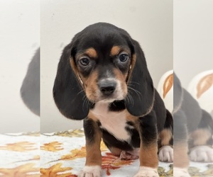Beagle Puppy for sale in BEECH GROVE, IN, USA