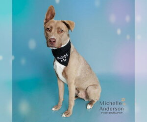 Siberian Husky-Unknown Mix Dogs for adoption in Corona, CA, USA