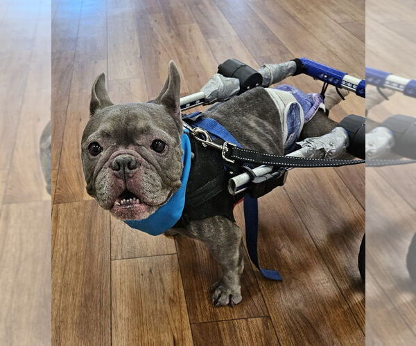 Medium Photo #5 French Bulldog Puppy For Sale in oakland, FL, USA