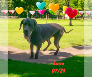 Great Dane Dogs for adoption in Orange Grove, TX, USA