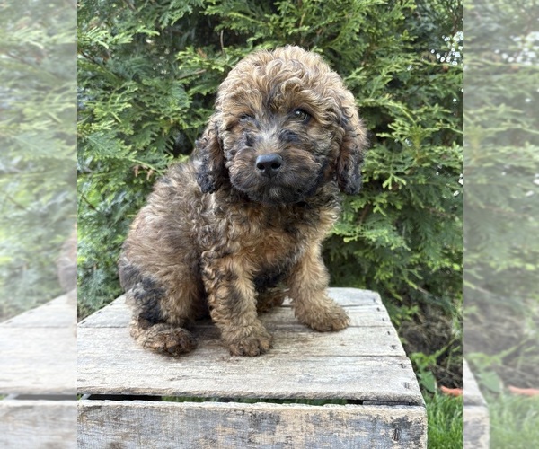 Medium Photo #3 Whoodle (Miniature) Puppy For Sale in MIDDLEBURY, IN, USA